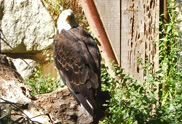 wli-eagle
